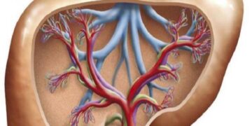 According To A Study, Diets Heavy In Sugar And Fat Might Harm The Liver