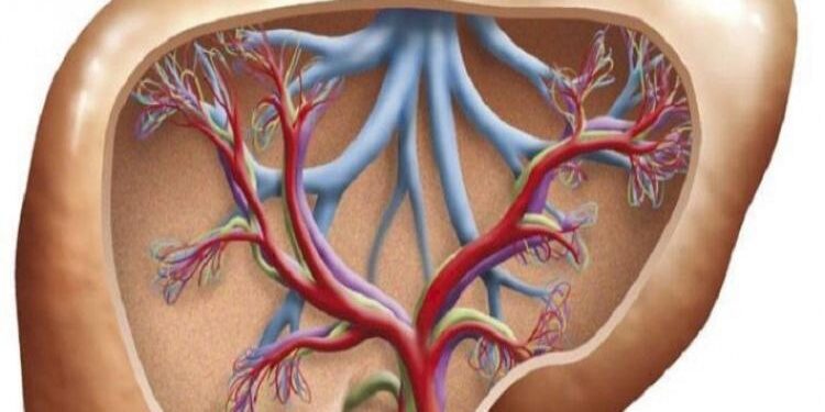 According To A Study, Diets Heavy In Sugar And Fat Might Harm The Liver