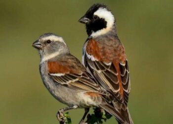 2023 International Sparrow Day: History, Meaning, And Quotations