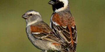 2023 International Sparrow Day: History, Meaning, And Quotations