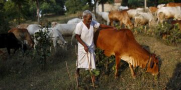 After Haryana And UP, Maharashtra Clears Proposal For Commission For Protection Of Cows