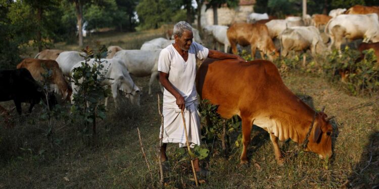 After Haryana And UP, Maharashtra Clears Proposal For Commission For Protection Of Cows