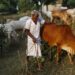 After Haryana And UP, Maharashtra Clears Proposal For Commission For Protection Of Cows