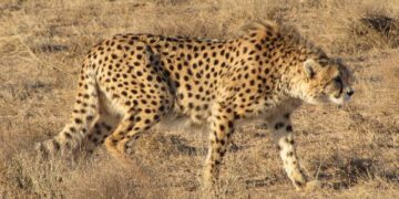 On The Second Site For The Cheetah, “political” Claws Are Out
