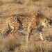 On The Second Site For The Cheetah, “political” Claws Are Out