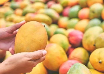 The Top 8 Mango Kinds You Should Try