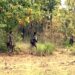 Three Naxalites Were Killed In A Police Encounter In Gadchiroli, Maharashtra