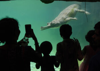 Maharashtra : Mumbai Zoo Opens ‘Crocodile Trail’ With Visitors’ Viewing Gallery