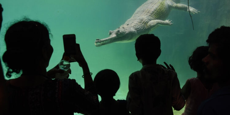 Maharashtra : Mumbai Zoo Opens ‘Crocodile Trail’ With Visitors’ Viewing Gallery