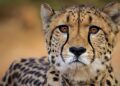 Before The Monsoon, Five More Cheetahs Will Be Released Into The Wild In Madhya Pradesh’s Kuno National Park
