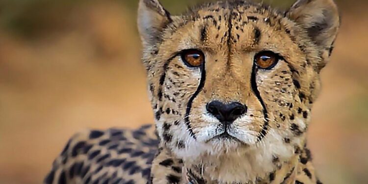 Before The Monsoon, Five More Cheetahs Will Be Released Into The Wild In Madhya Pradesh’s Kuno National Park