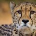 Before The Monsoon, Five More Cheetahs Will Be Released Into The Wild In Madhya Pradesh’s Kuno National Park