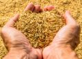 The Government Estimates That India Will Produce 330MT Of Food Grains, A Record