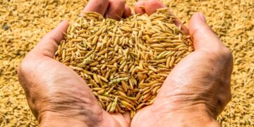 The Government Estimates That India Will Produce 330MT Of Food Grains, A Record