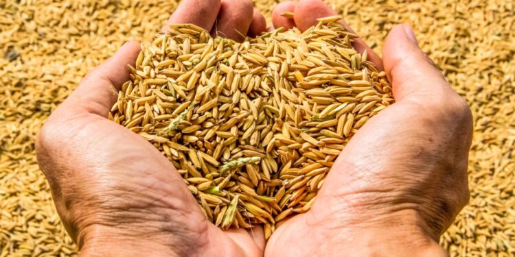 The Government Estimates That India Will Produce 330MT Of Food Grains, A Record