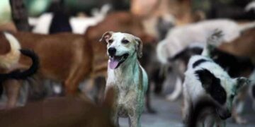 Maharashtra: Crazy Man Attacked Dog With A Knife, People Complained To Police After Dead Body Was Found
