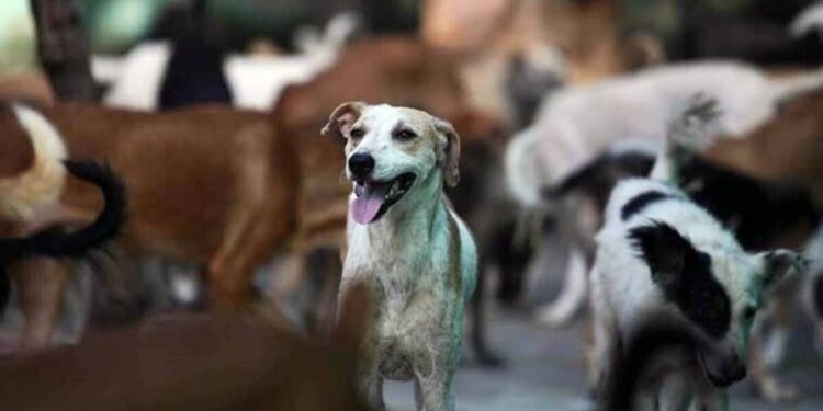 Maharashtra: Crazy Man Attacked Dog With A Knife, People Complained To Police After Dead Body Was Found