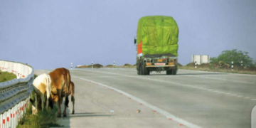 Challenges On The Nagpur-Shirdi Section Of Samruddhi Highway: Stray Animals, Absence Of Amenities, And Road Safety Concerns