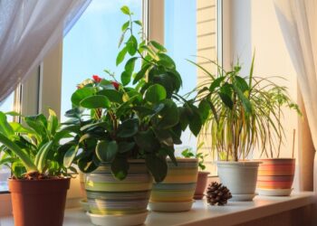 5 Simple Methods To Keep Your Plants Hydrated And Green During Extreme Heat