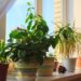 5 Simple Methods To Keep Your Plants Hydrated And Green During Extreme Heat