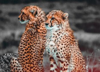 Expert: “worst Is Yet To Come” In Regards To Cheetah Deaths In Kuno National Park; What Should We Do Next?