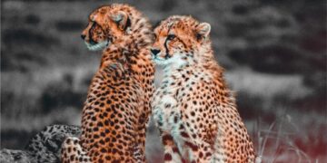 Expert: “worst Is Yet To Come” In Regards To Cheetah Deaths In Kuno National Park; What Should We Do Next?