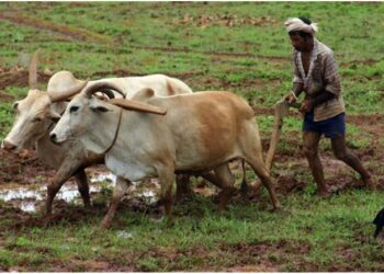 The Maharashtra Government Provides Farmers Who Lost Crops Last Year With Aid Of Rs. 1,500 Billion