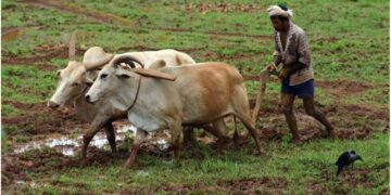 The Maharashtra Government Provides Farmers Who Lost Crops Last Year With Aid Of Rs. 1,500 Billion