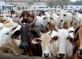 In Maharashtra’s Nashik, Cow Vigilantes Kill A Man And Injure Another After Suspecting Them Of Carrying Beef