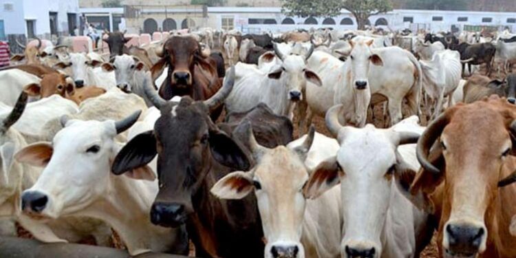 In Maharashtra’s Nashik, Cow Vigilantes Kill A Man And Injure Another After Suspecting Them Of Carrying Beef