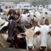 In Maharashtra’s Nashik, Cow Vigilantes Kill A Man And Injure Another After Suspecting Them Of Carrying Beef