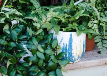 Tips To Take Care Of Plants When You Are On Vacation, Your Garden Will Remain Green