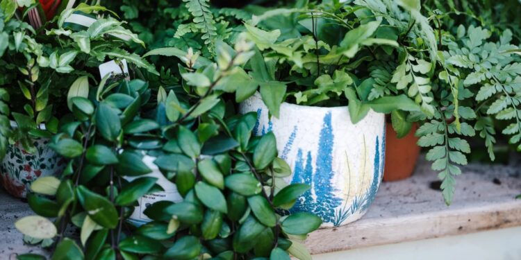 Tips To Take Care Of Plants When You Are On Vacation, Your Garden Will Remain Green