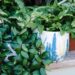 Tips To Take Care Of Plants When You Are On Vacation, Your Garden Will Remain Green