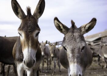 Pakistan Economic Crisis: Pakistan To Earn Millions By Exporting Donkeys To China
