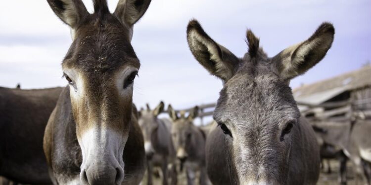Pakistan Economic Crisis: Pakistan To Earn Millions By Exporting Donkeys To China