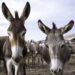 Pakistan Economic Crisis: Pakistan To Earn Millions By Exporting Donkeys To China
