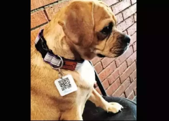 20 Stray Dogs In Mumbai Were Given ‘Aadhar Cards’ With QR Codes Outside The Airport; Here’s How It Will Help