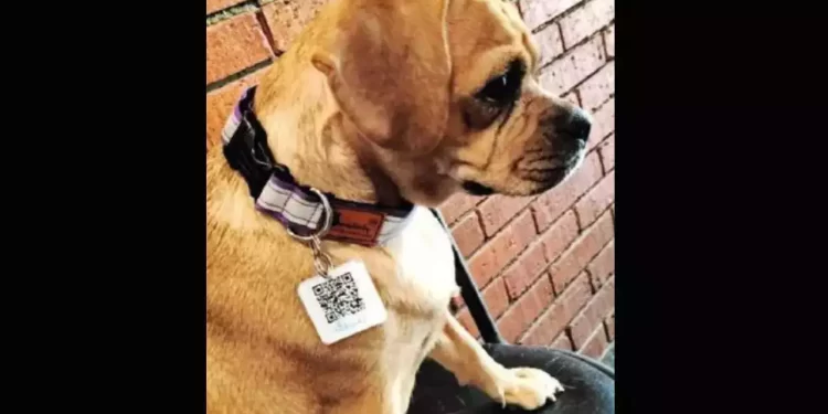 20 Stray Dogs In Mumbai Were Given ‘Aadhar Cards’ With QR Codes Outside The Airport; Here’s How It Will Help