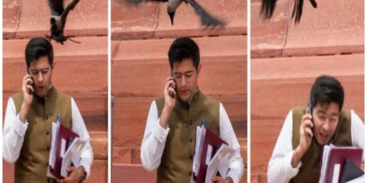 Crow “Attack” On AAP’s Raghav Chadha: Ramayana Retort To BJP’s “Jhooth Bole Kauwa Kaate” Jibe