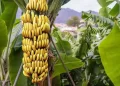 India Produces 26.5% Of The World’s Bananas, With Andhra Leading The Way In Production