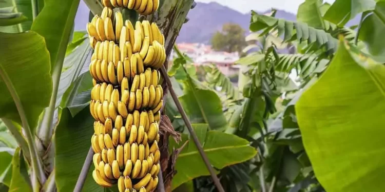India Produces 26.5% Of The World’s Bananas, With Andhra Leading The Way In Production