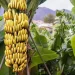 India Produces 26.5% Of The World’s Bananas, With Andhra Leading The Way In Production