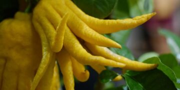 Buddha’s Hand: From Ancient Cure To Modern Wonder With Several Health Benefits