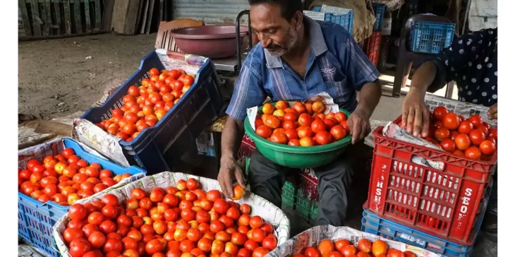 After Increased Supplies From Maharashtra, Tomato Prices Are Anticipated To Decline
