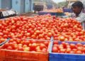 According To The Government, Tomato Prices Will Stabilize In A Month And Begin To Decline During The Next 15 Days