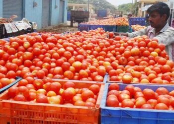 According To The Government, Tomato Prices Will Stabilize In A Month And Begin To Decline During The Next 15 Days