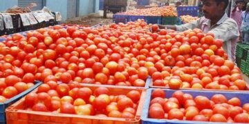 According To The Government, Tomato Prices Will Stabilize In A Month And Begin To Decline During The Next 15 Days