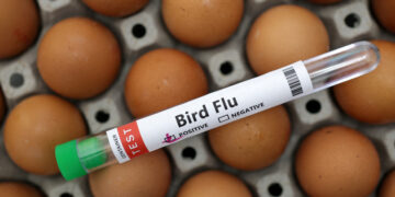 Bird Flu Could ‘More Easily’ Adapt To Humans, WHO Warns