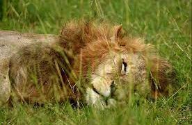 West Bengal: Government Plans Major Renovation, Bardhaman Zoo To Get Lions And Tigers